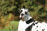 DOGUE ALLEMAND 874